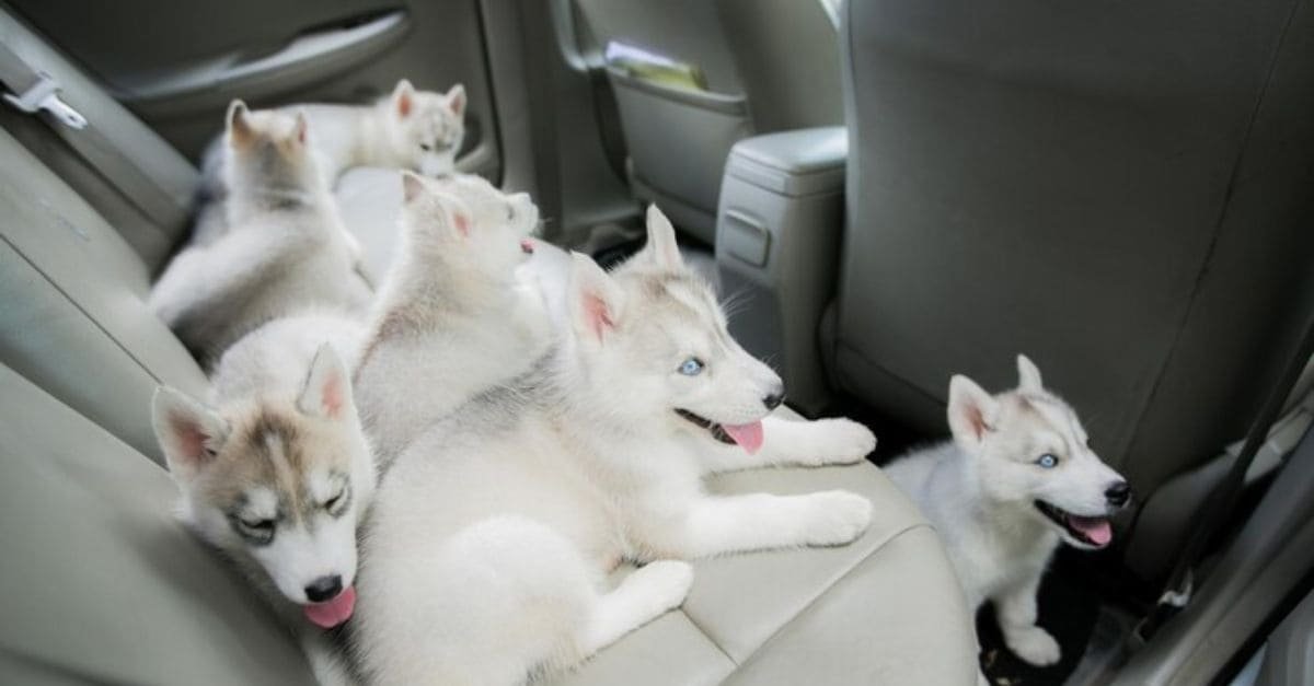 How to Get Dog Hair Off Car Seats