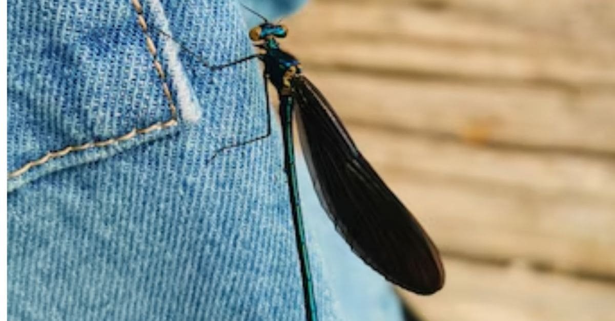 Mosquitoes Bite Through Jeans