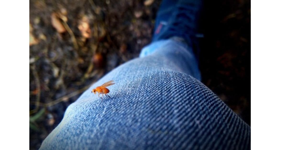 Mosquito sitting on Tight-Fitting Jean